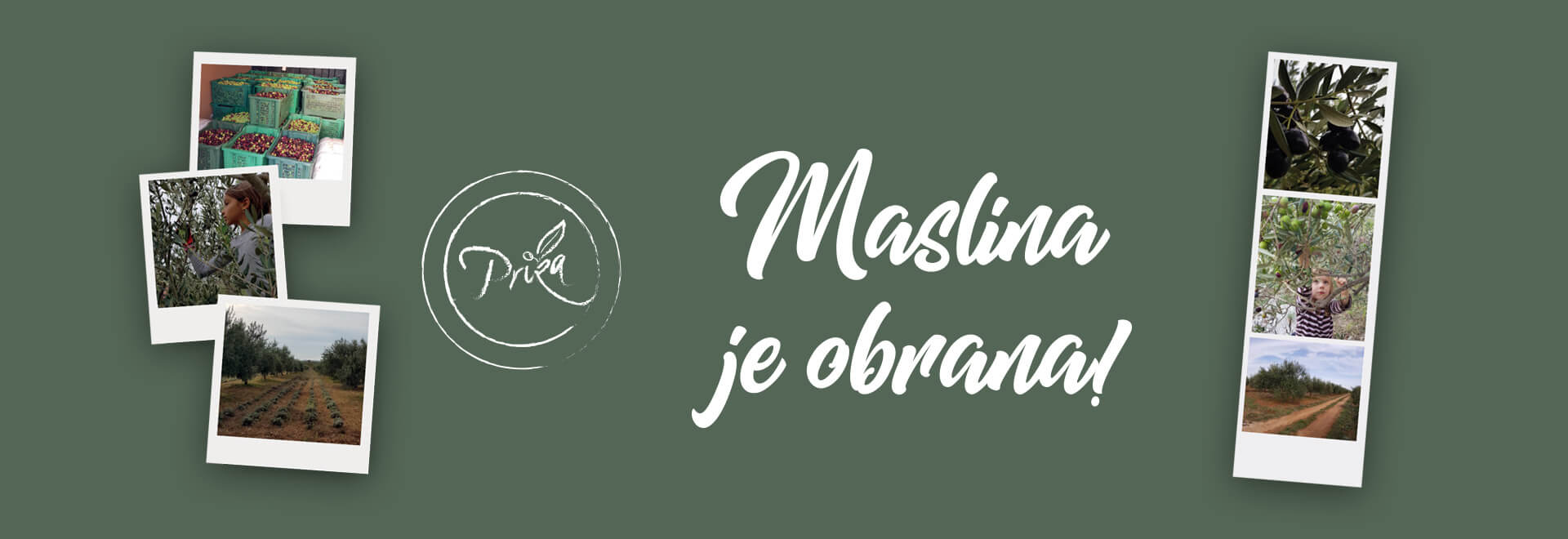 Ekološki maslinik